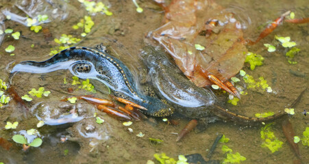 Two Alpine Newts, Ichthyosaura alpestris, swim in murky pond water