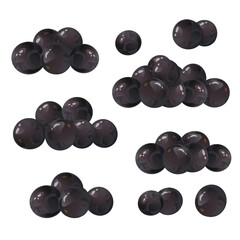 Set jaboticaba fruit, exotic brazilian berries. Perfect for food packaging, healthy eating designs, recipe books, botanical projects, and tropical fruit collections