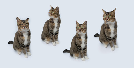 White color background Different expressions of cats