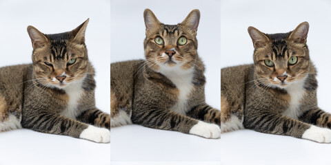 White color background Different expressions of cats