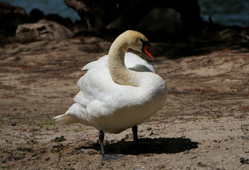 Elegant Mute Swan, Cygnus olor, standing on a sandy lake shore