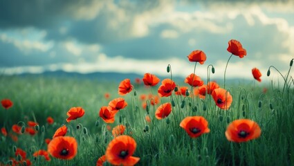 Obraz premium A detailed shot of bright red poppies gently swaying outdoors under sunlight, highlighting the natural harmony and floral serenity of the wild field.