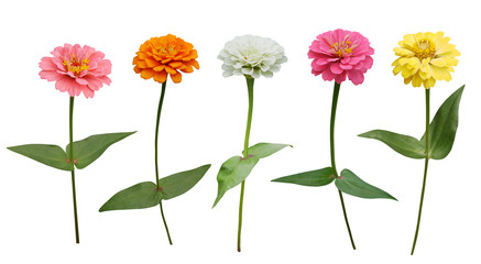 Colorful beautiful Zinnia flowers branch isolated on transparent background
