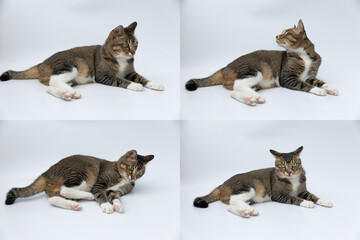 White color background Different expressions of cats