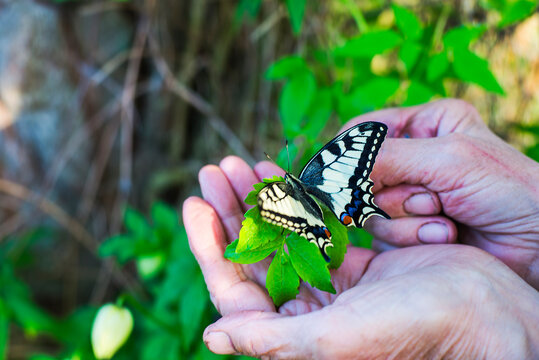 Hand of unrecognizable person holding Old World Swallowtail butterfly with leaves