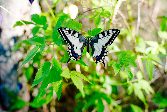 Old World Swallowtail butterfly on leaf