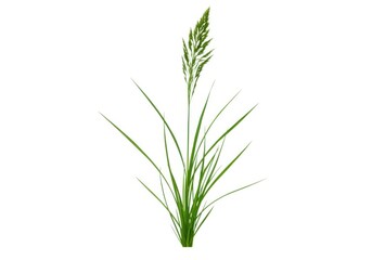 Naklejka premium Single blade of grass isolated on white background