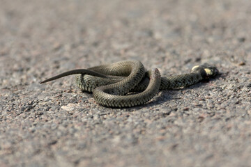 A small grass snake lies still and coiled on an asphalt road under soft daylight, portraying vulnerability of wildlife in urban spaces