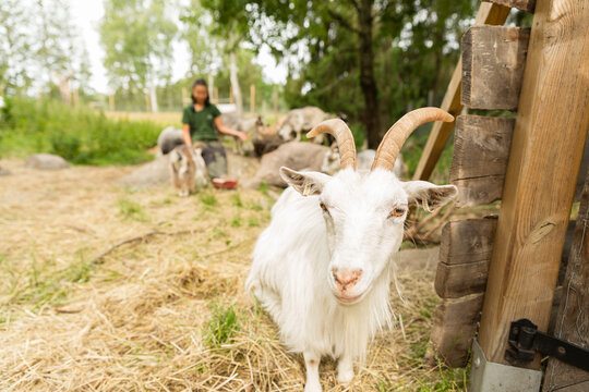 White goat sitting on dried grass in farm