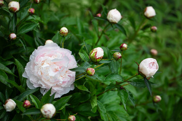 białe perłowe piwonie na tle zielonego ogrodu. white peony