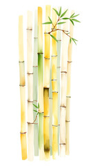 Watercolor painting of yellow green bamboo stalks