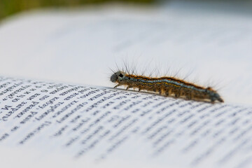 A striped caterpillar stretches across lines of text in a book, blending natural instinct with the printed word in an unusual macro moment