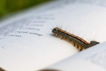 Hairy caterpillar crawls across an open book page with printed text in Ukrainian, blending nature and learning in a surreal macro scene