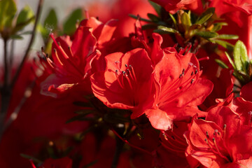 A dense cluster of blooming red azaleas glows in golden light, radiating warmth and serenity in a close-up view