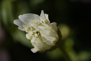 Obraz premium daisy in the wind at different stages of opening