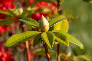 Close-up of a rhododendron bud just before blooming. The soft natural light highlights the fresh green leaves and the texture of the young flower against a blurred background
