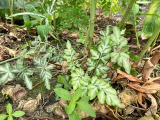 Close-up of Victoria Fern or Victorian Brake Fern in the wild.