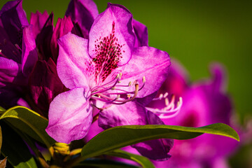 A single rhododendron bloom highlighted against blurred buds, emphasizing form and symmetry with strong contrast and green backdrop