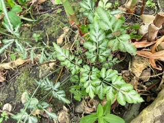 Close-up of Victoria Fern or Victorian Brake Fern in the wild.