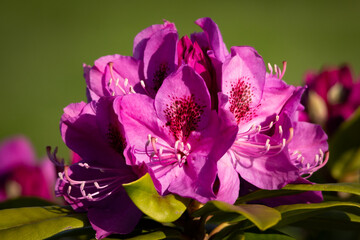 Vibrant rhododendron flower in full bloom with detailed petals and stamens, captured in bright daylight for a vivid natural close-up