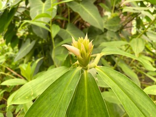 Obraz premium Close-up of Indian Head Ginger about to bloom.