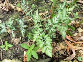 Close-up of Victoria Fern or Victorian Brake Fern in the wild.