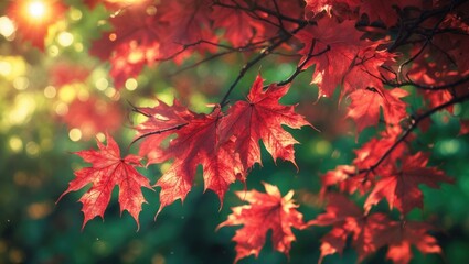 Looking towards the top of a Japanese Maple tree as sunlight shines through