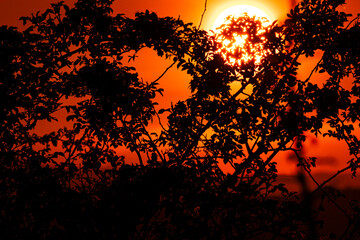 Fiery sun setting behind a dense network of tree branches. Vivid sunset tones and dark foliage silhouette create a captivating natural backdrop