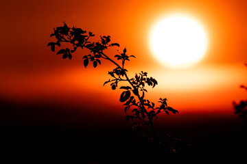 Organic silhouette dancing in the light of a giant sun. Playful yet serene for modern nature-inspired designs