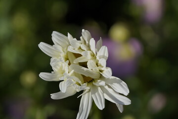 daisy in the wind at different stages of opening
