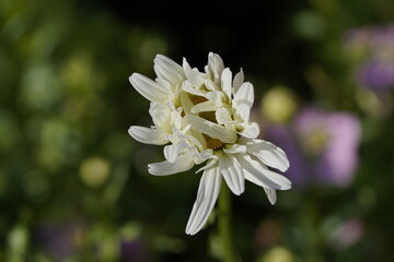daisy in the wind at different stages of opening