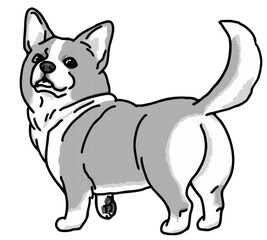 コーギー　白黒　犬のイラスト　welsh corgi