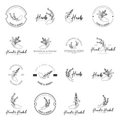 Herb vintage logo design template