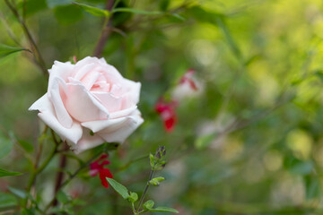 pink rose in a garden