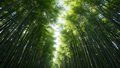Fototapeta premium Bamboo Forest Canopy: A striking perspective captures the towering bamboo stalks reaching towards the sky, forming a verdant canopy that filters the sunlight.