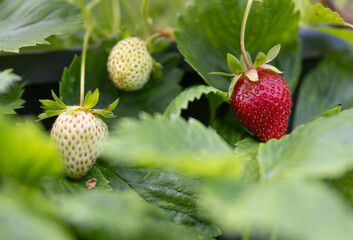 Strawberries in pot