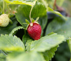Strawberries in pot