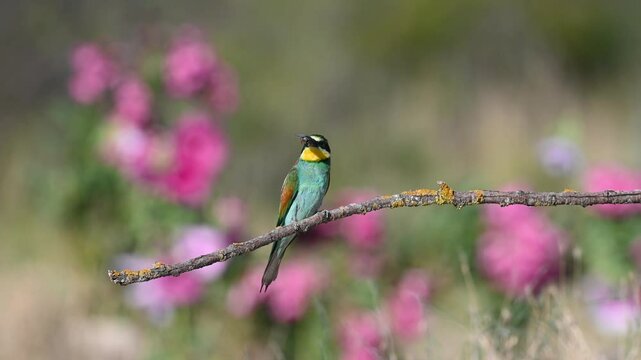 A colorful bird perched on a lichen-covered branch in the background of pink wildflowers, holding an insect caught in its beak. European Bee-eater, Merops apiaster.