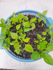 photo of chili seeds in pots preparing to plant in the field 