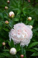 białe perłowe piwonie na tle zielonego ogrodu. white peony