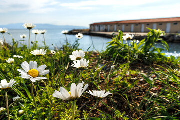 flowers on the coastline