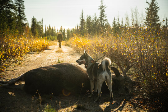 Norwegian Elkhound dog standing near dead reindeer amidst meadow at sunny day