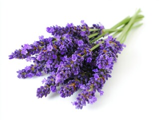 Bundle of fresh lavender flowers on white background
