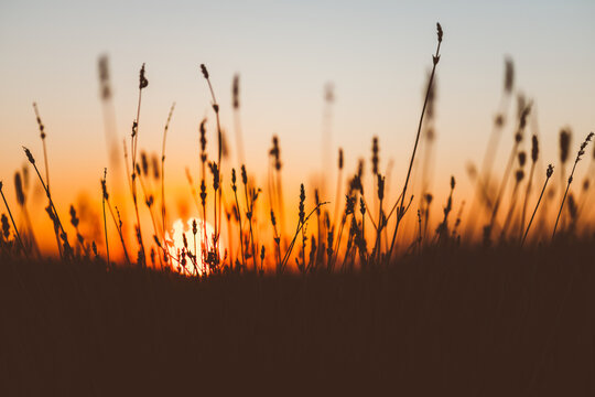 Close-Up of Sunlit Green Field With Glowing Tall Grass in Breeze