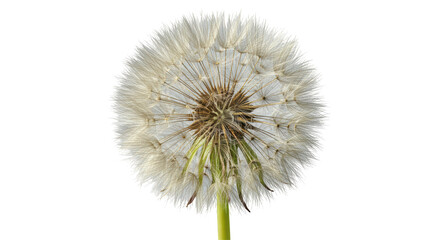 Isolated Dandelion Flower