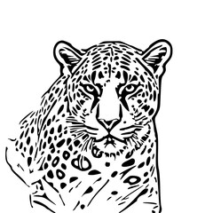 vector illustration of a leopard