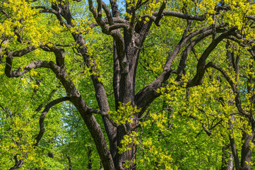 Leaf and branches of very old oak tree as natural background.