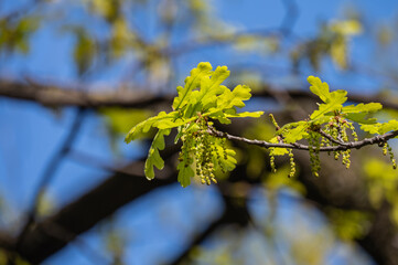 Oak branch with flowers in a spring park. New spring growth.