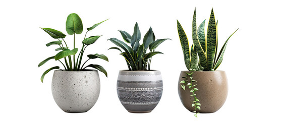 Collection of various tropical houseplants displayed in white ceramic pots. Potted exotic house plants on white floor against white wall. Home garden banner. isolated with clipping path