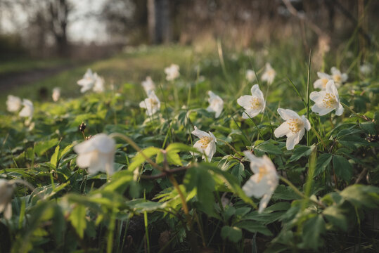 Blooming white flowers on grass